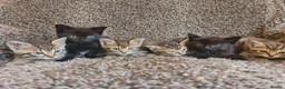 Mixed Breed cats for sale: Kittens for sale  - Advert 5