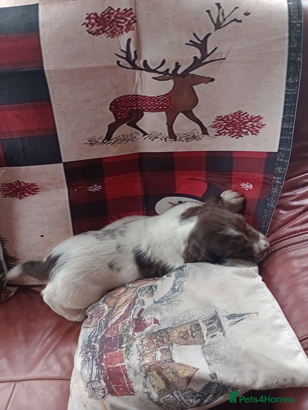 English Springer Spaniel dogs for sale: Adorable English springer spaniels - Advert 15