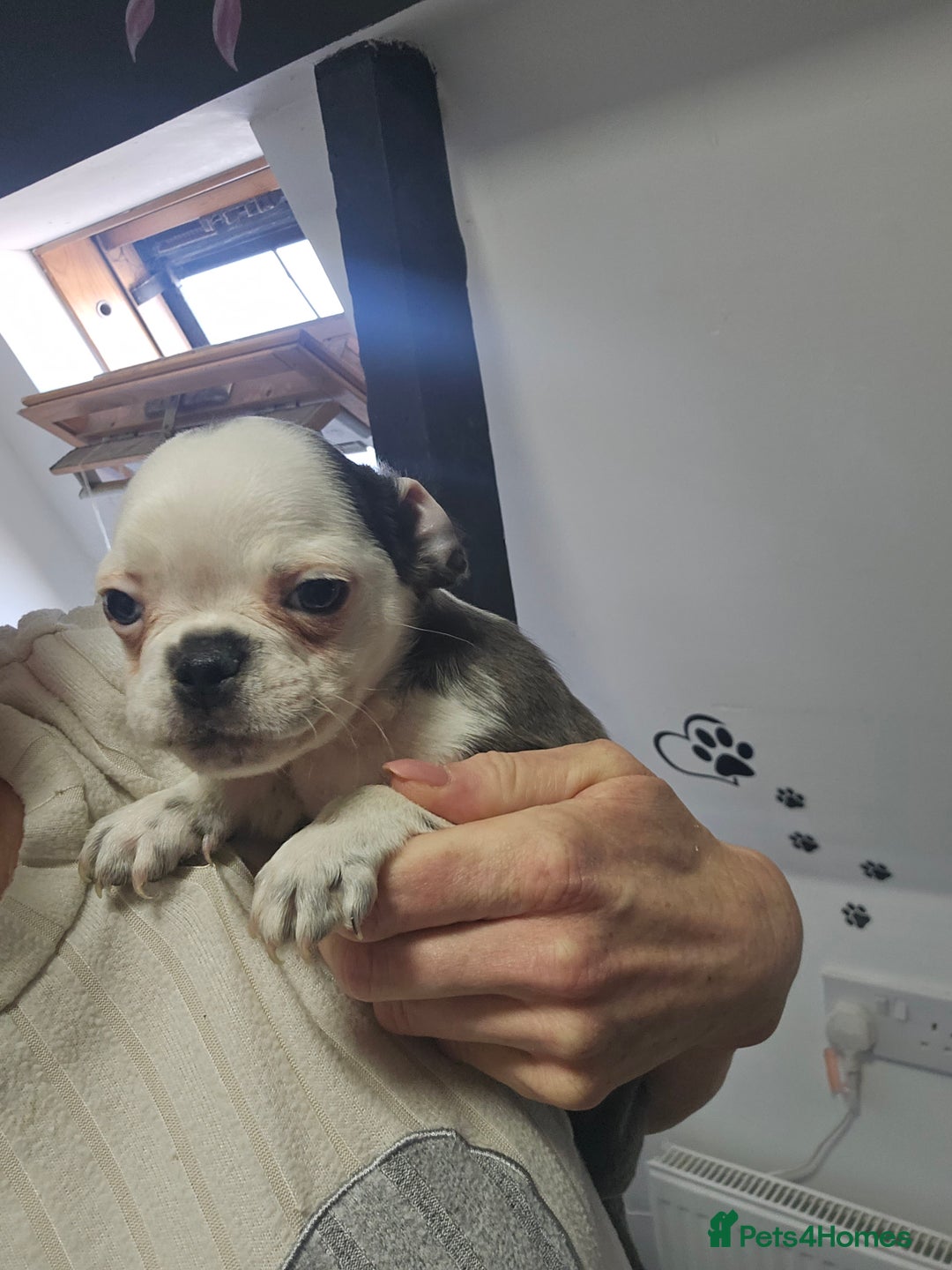 Pug dogs for sale: Stunning quality frug puppies -SOLD - Image 15