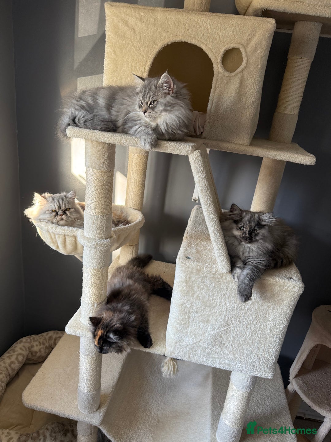 Ragdoll cats for sale: Mixed Ragdoll and Persian kittens - Advert 5