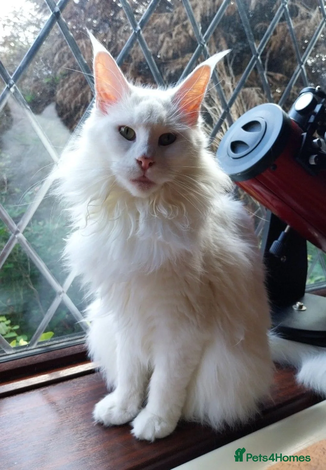 Maine Coon cats for sale: TICA Reg Maine Coon Kittens. Red. Tortie. White - Advert 8