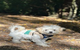 Maltipoo dogs for sale: Maltipoo  - Image 1