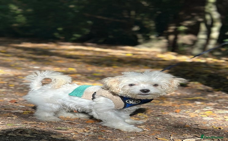 Maltipoo dogs - Advert 1