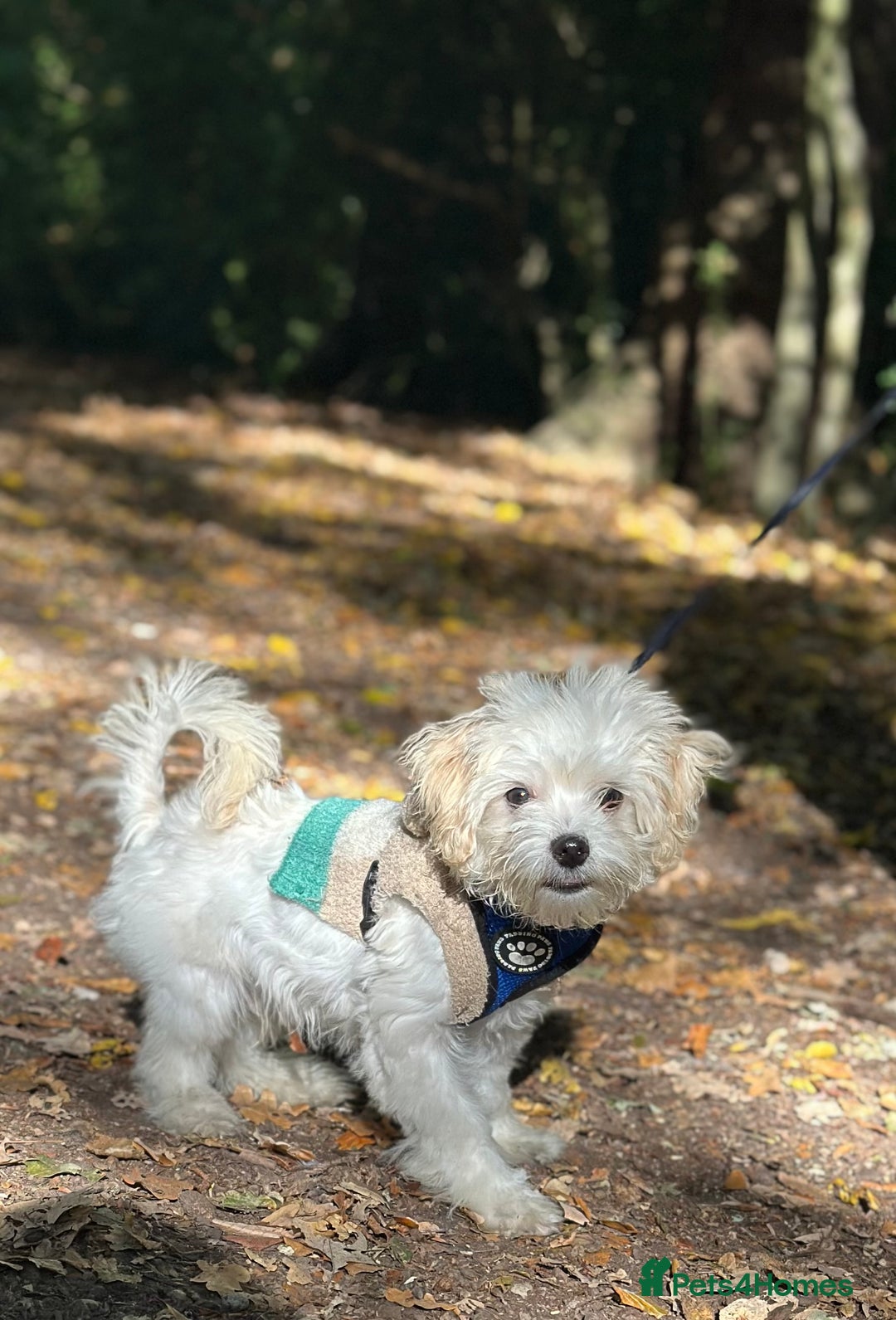 Maltipoo dogs for sale: Maltipoo  - Image 1
