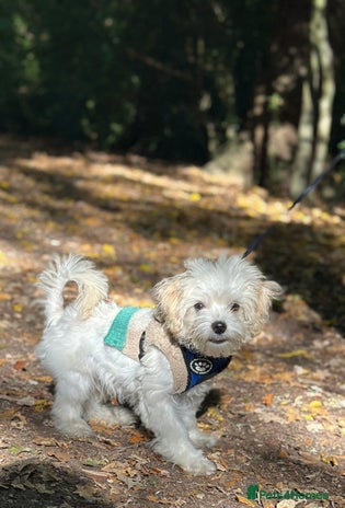 Maltipoo dogs - Advert 8