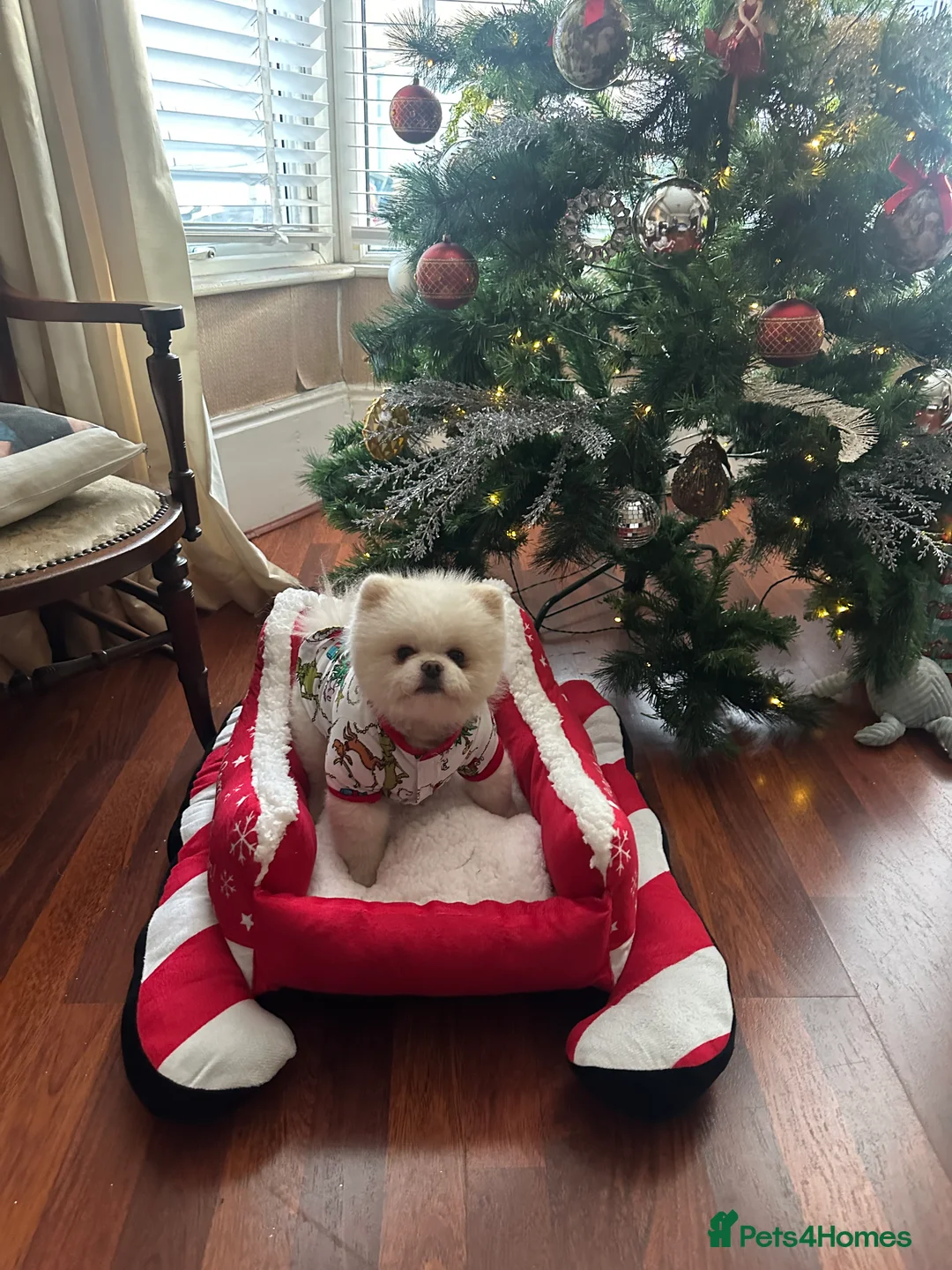 Pomeranian dogs for stud: Teddy  - Advert 4