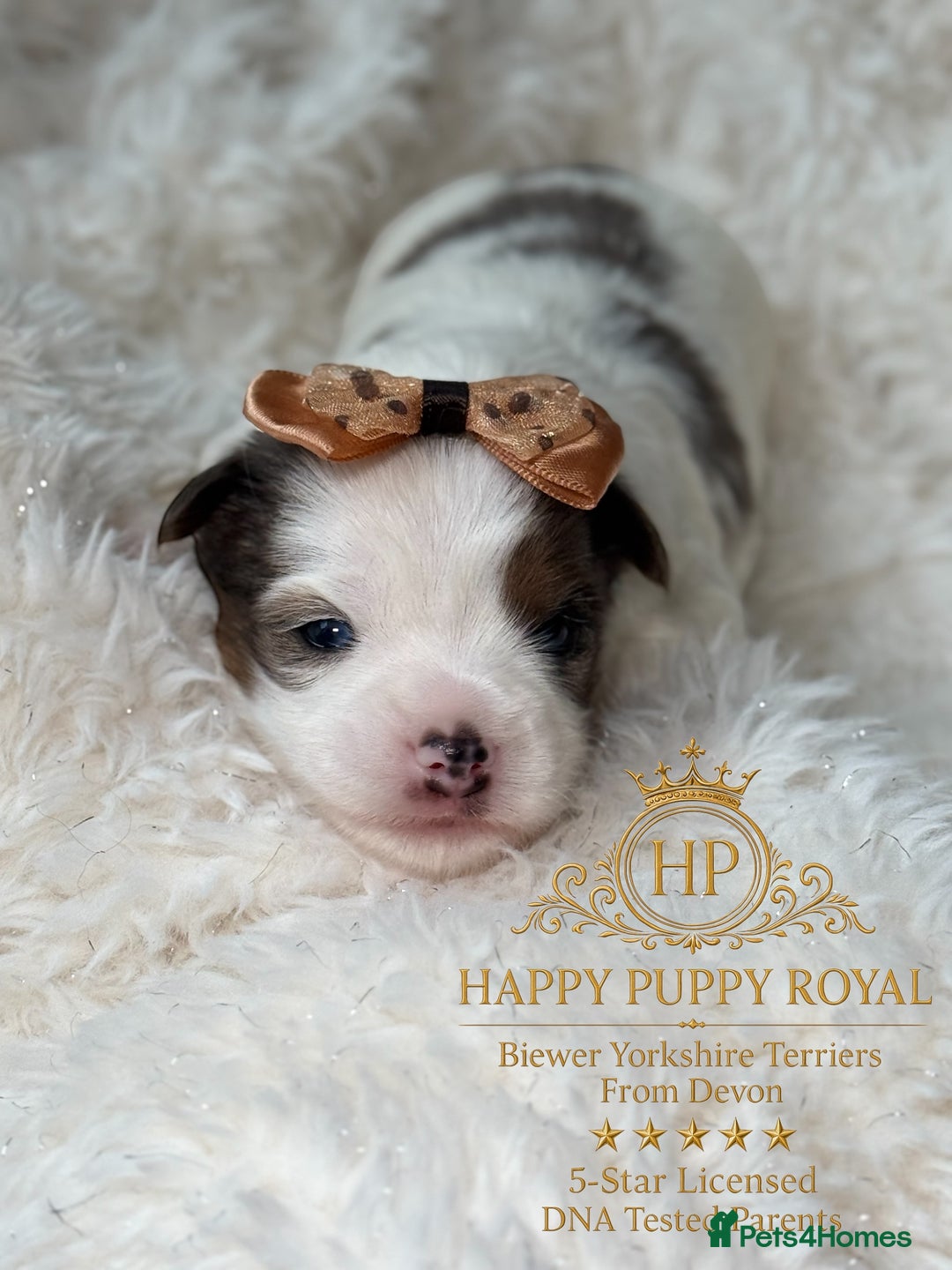 Yorkshire Terrier dogs for sale: BIEWER YORKIE PUPPIES 4 Available Licensed Breeder - Advert 10