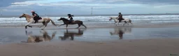 Welsh Section A horses for sale: Sad sale of a great pony  - Advert 3