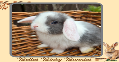 Mini Lop rabbits - Advert 13