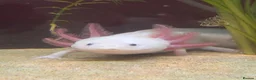 Axolotl reptiles for sale: Axolotl eggs  - Advert 2