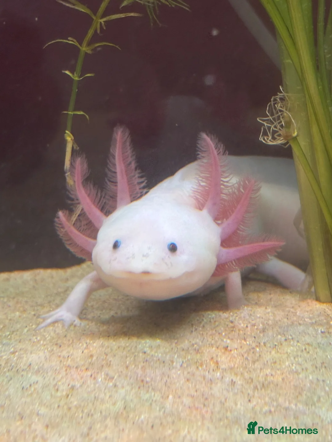 Axolotl reptiles for sale: Axolotl eggs  - Advert 2