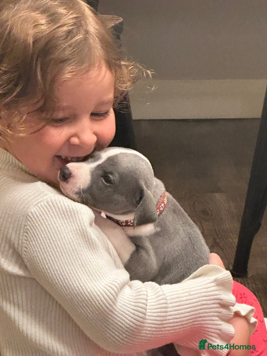 Whippet dogs for sale: Kc reg whippets Hear and eye tested parents  - Image 30