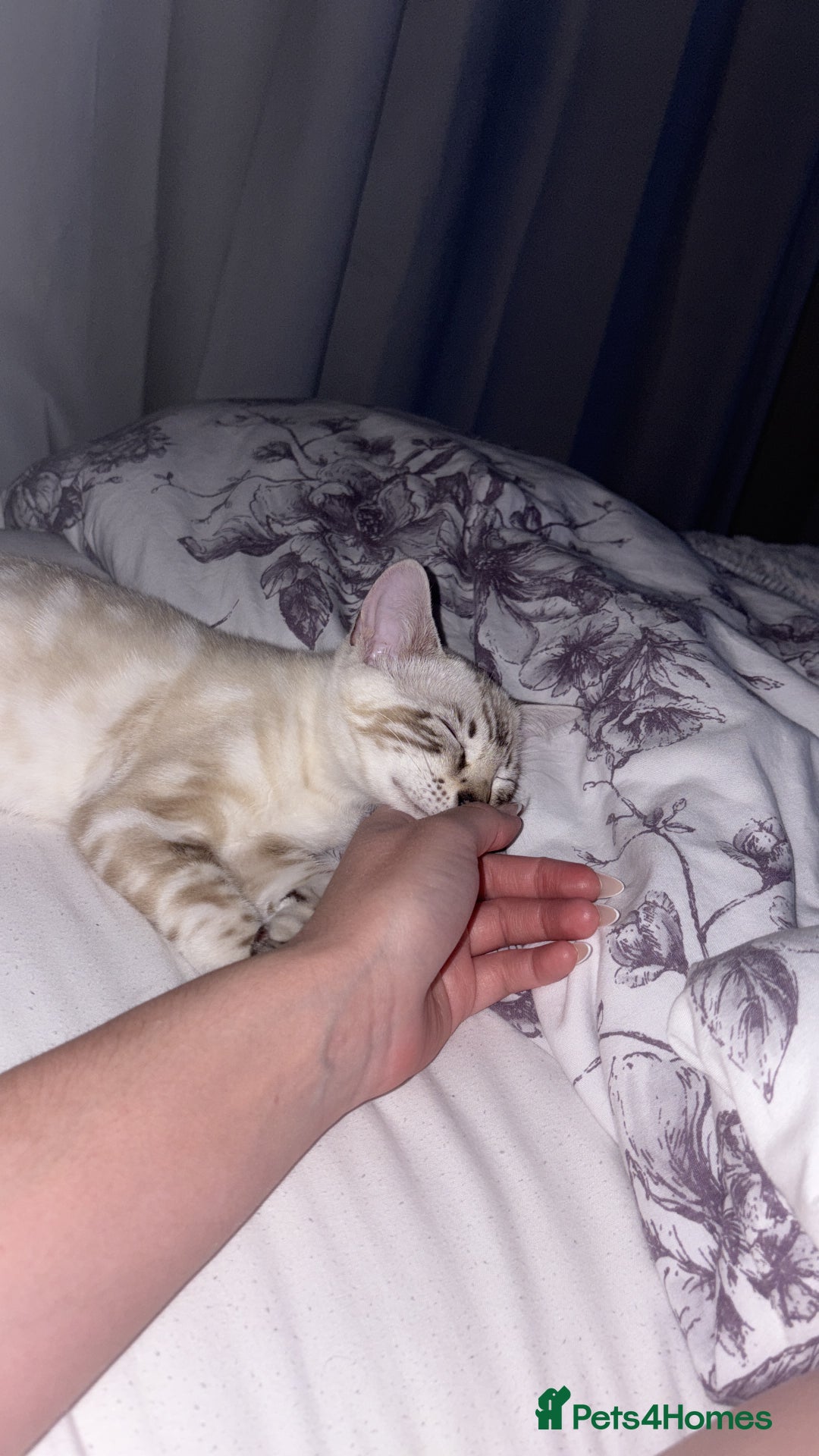 Bengal cats for sale: Snow Lynx Bengal - Image 5