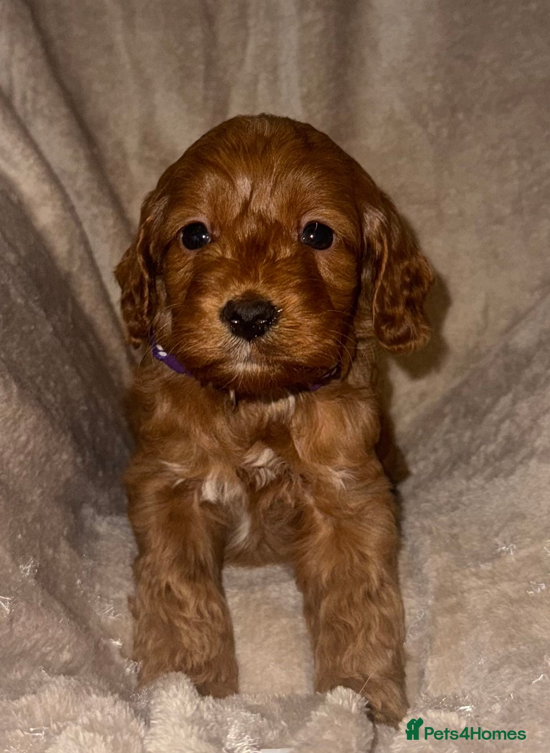Cockapoo dogs for sale: 7 Cockapoo F1 class Fox red puppies - Advert 5