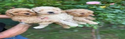 Cavapoo dogs for sale: Cavapoo fantastic! Playful beautiful puppies  - Advert 4