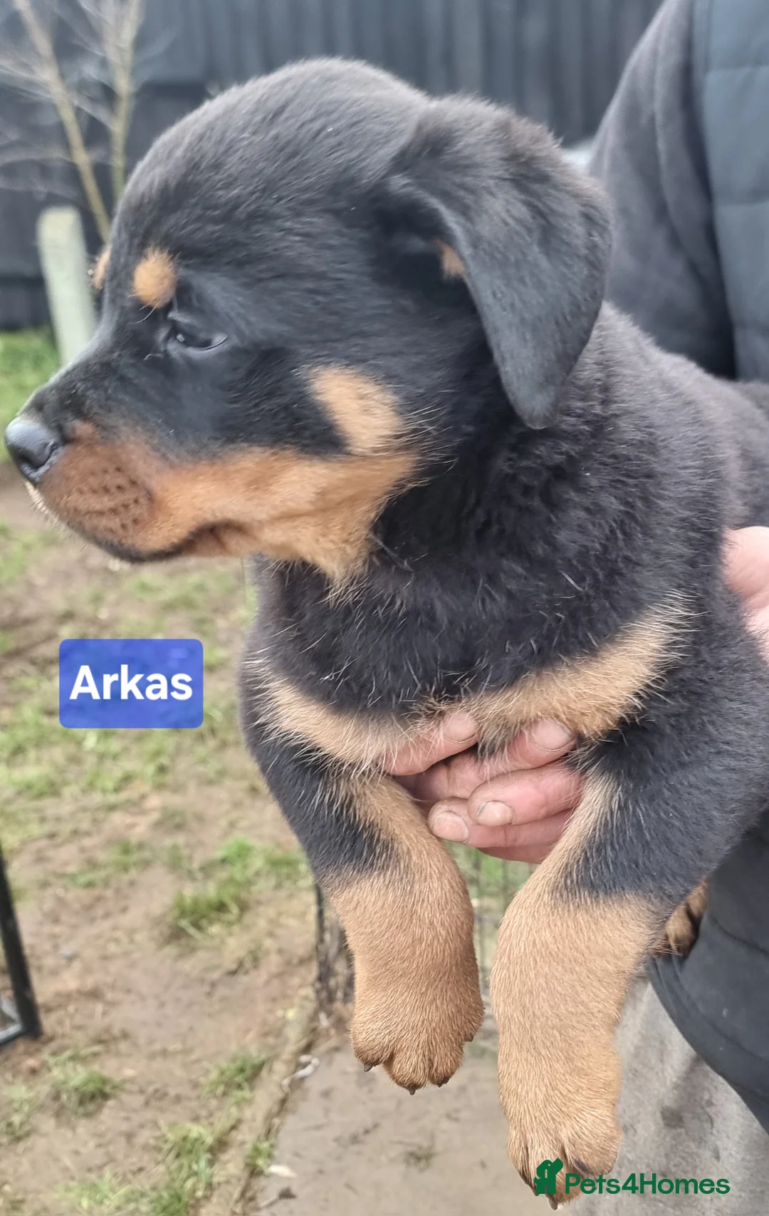 Rottweiler dogs for sale: ONLY 1 BOY LEFT Champion Bloodline KC Rottweilers - Advert 15