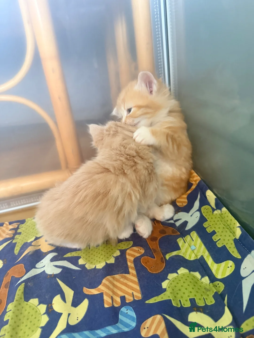 Mixed Breed cats for sale: Beautiful Kittens – Ready for Loving Homes 🐾 - Advert 2