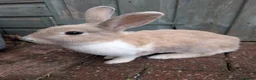 Mixed Breed rabbits for sale: Beautiful baby bunnies for sale. Chinchilla cross - Advert 5