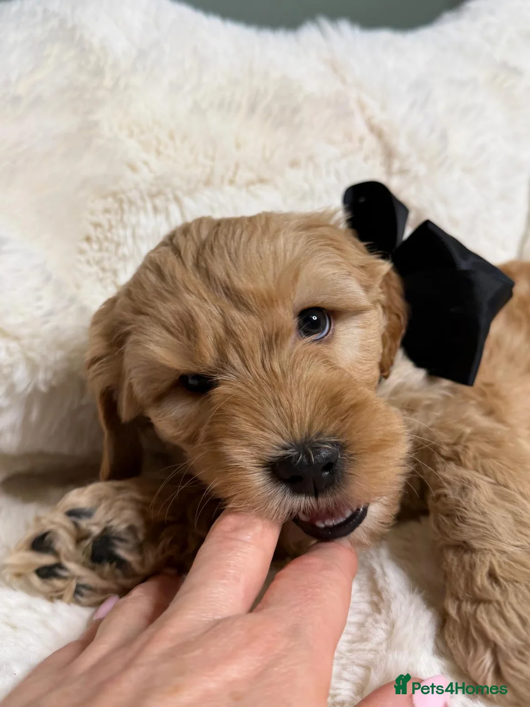 Labradoodle dogs for sale: Labradoodle  - Advert 10