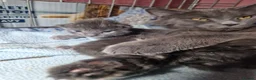 Maine Coon cats for sale: Pure bred mainecoon kittens - Advert 10