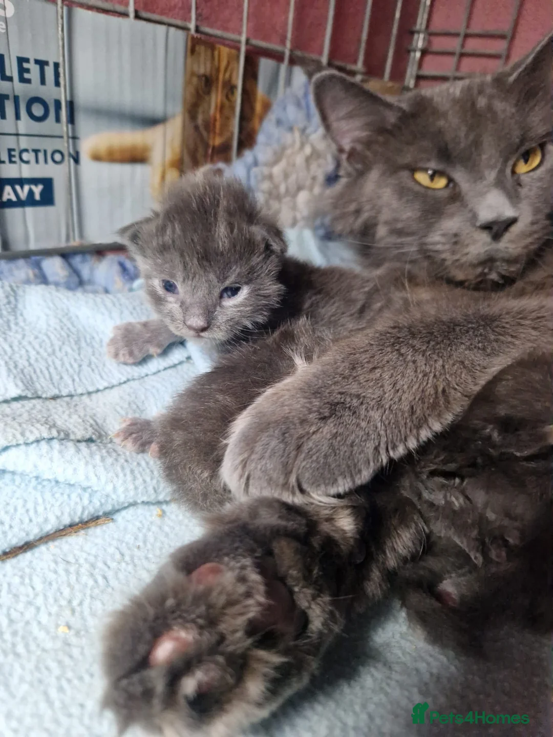 Maine Coon cats for sale: Pure bred mainecoon kittens - Advert 10