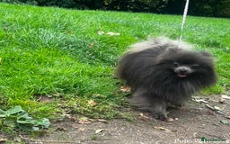 Pomeranian dogs for stud: 💜Handsome Lilac&Blue Pomeranian Brothers! 💙 - Image 11