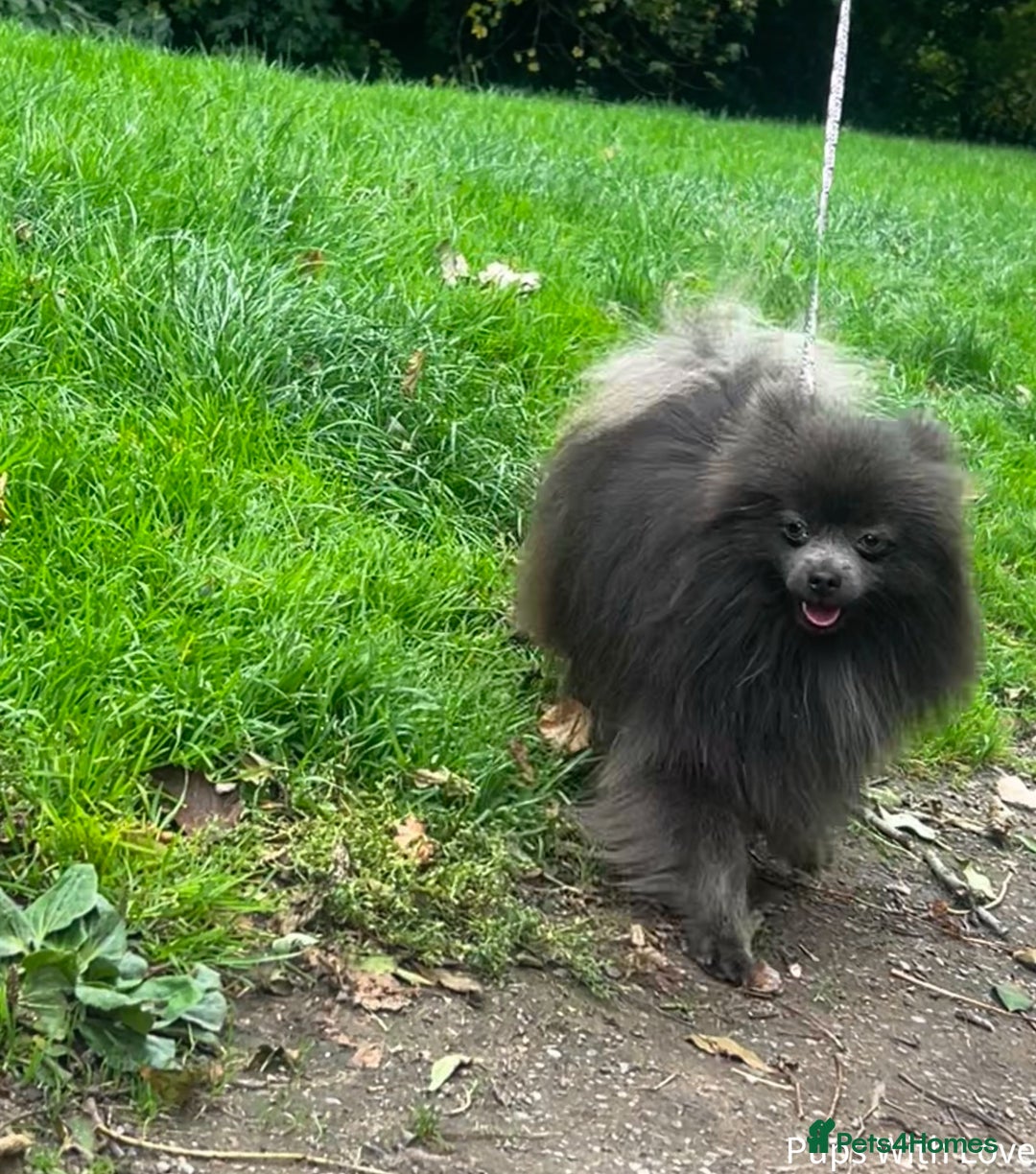 Pomeranian dogs for stud: 💜Handsome Lilac&Blue Pomeranian Brothers! 💙 - Image 11