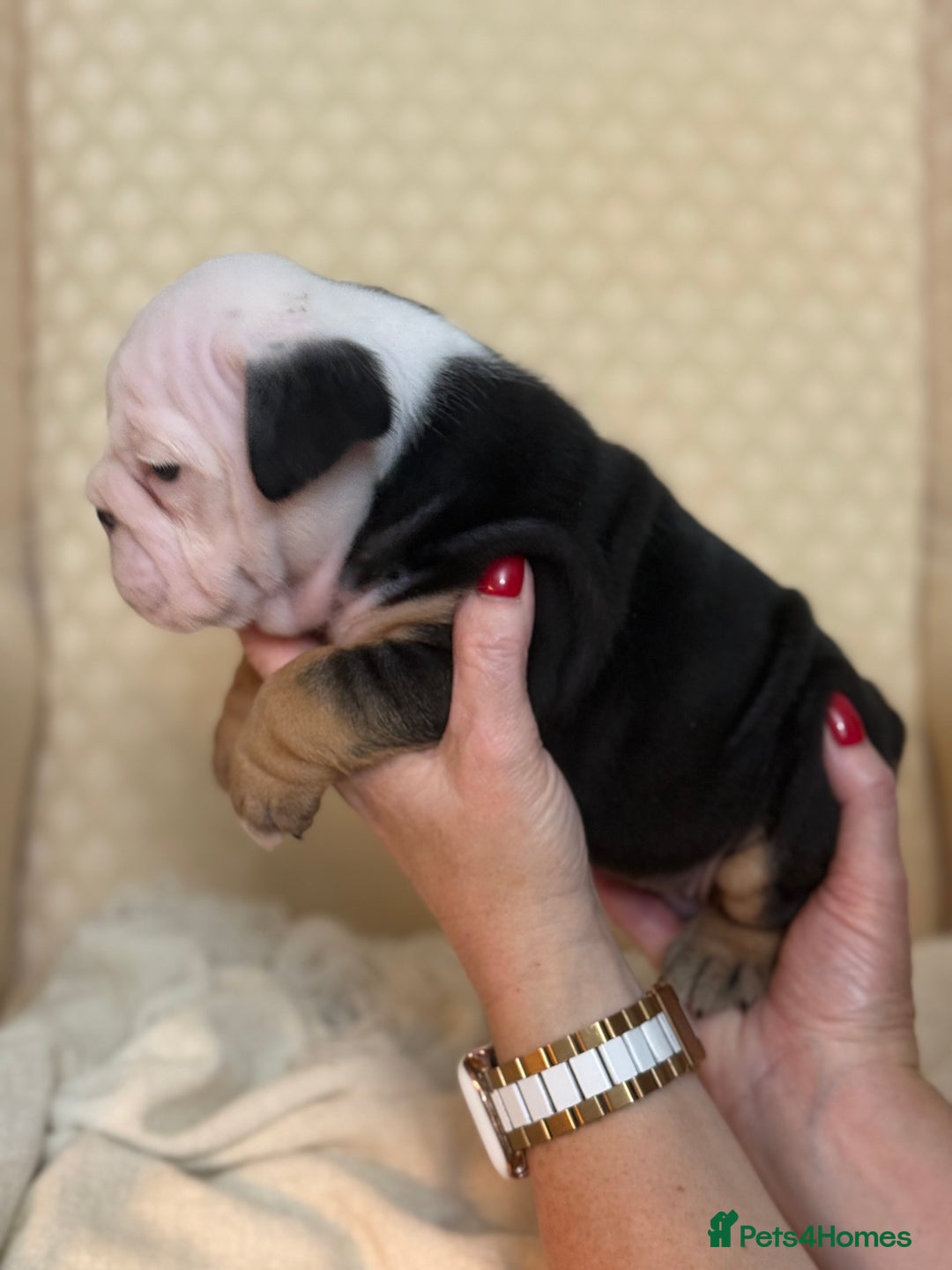 English Bulldog dogs for sale: English Bulldog - Image 5