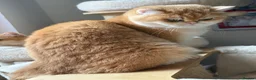 British Shorthair cats for sale: GCCF registered Chocolate Golden Kittens - Advert 7