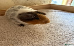 Guinea Pig rodents for sale: Pair of male guinea pigs  - Image 3