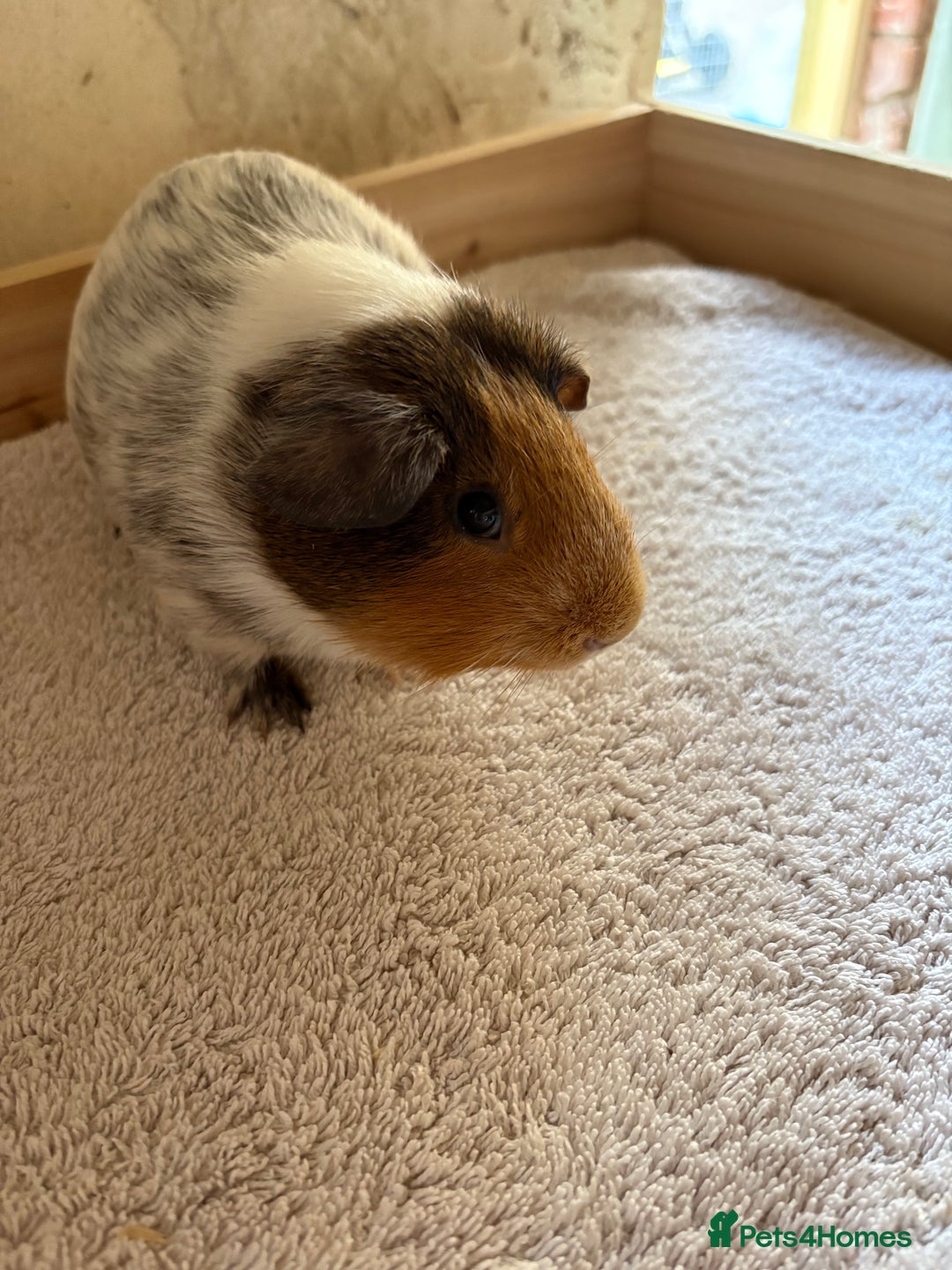 Guinea Pig rodents for sale: Pair of male guinea pigs  - Image 3