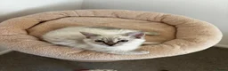 Ragdoll cats for sale: Ragdoll girl for sale x  - Advert 4