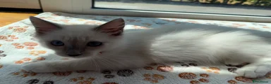 Ragdoll 2