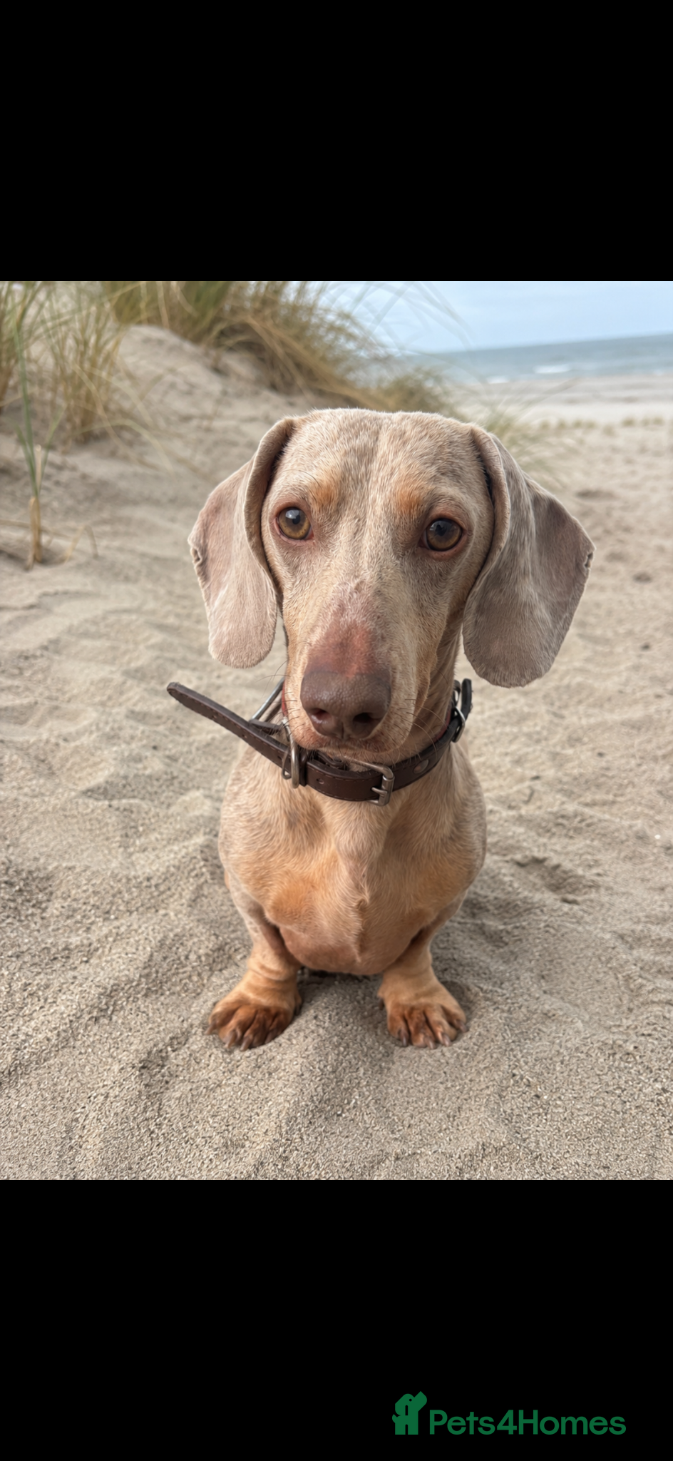 Miniature Dachshund dogs Mini Dachshund Stud Available – Claud - Advert 1