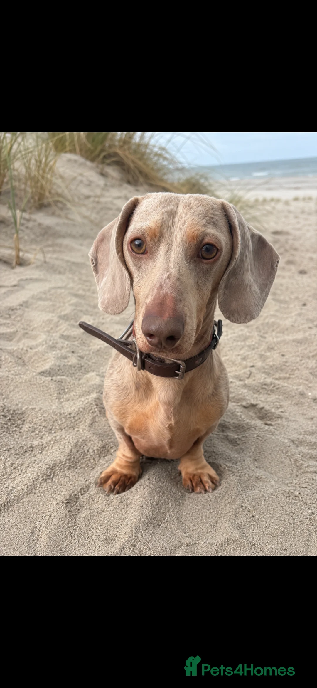 Miniature Dachshund dogs for stud: Mini Dachshund Stud Available – Claude - Advert 1