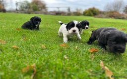 Cocker Spaniel dogs for sale: Cocker Spaniel Puppies for sale  - Advert 8