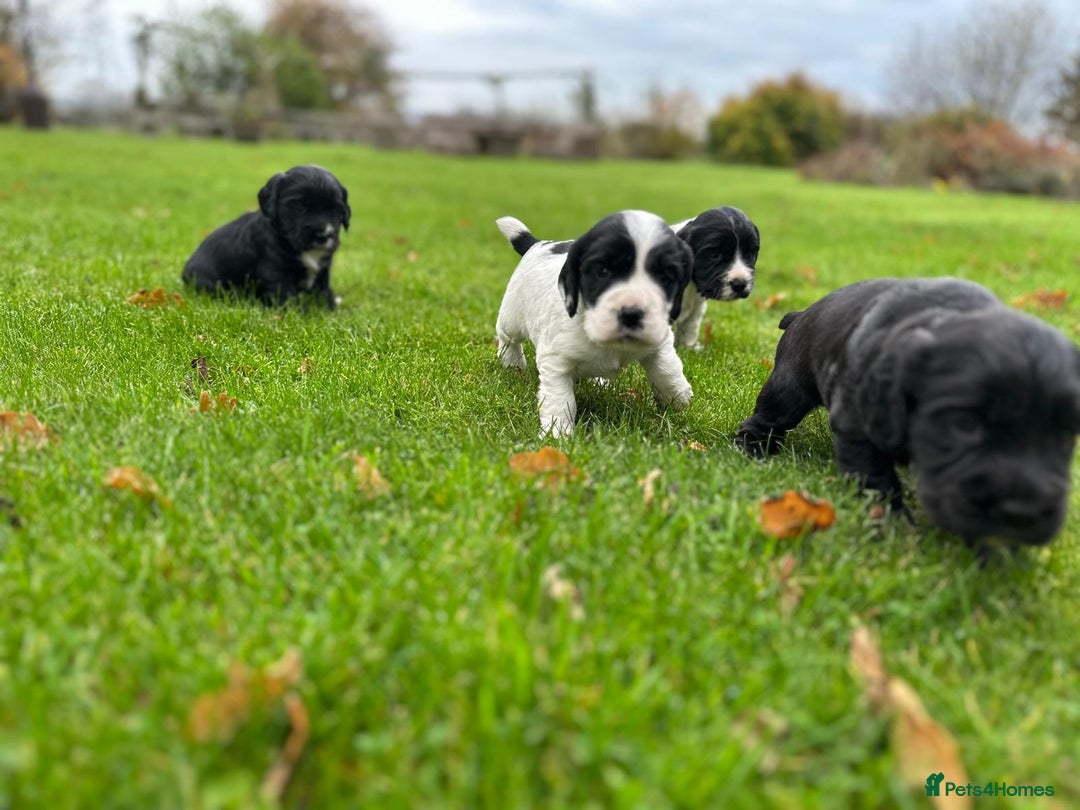 Cocker Spaniel dogs for sale: Cocker Spaniel Puppies for sale  - Advert 8