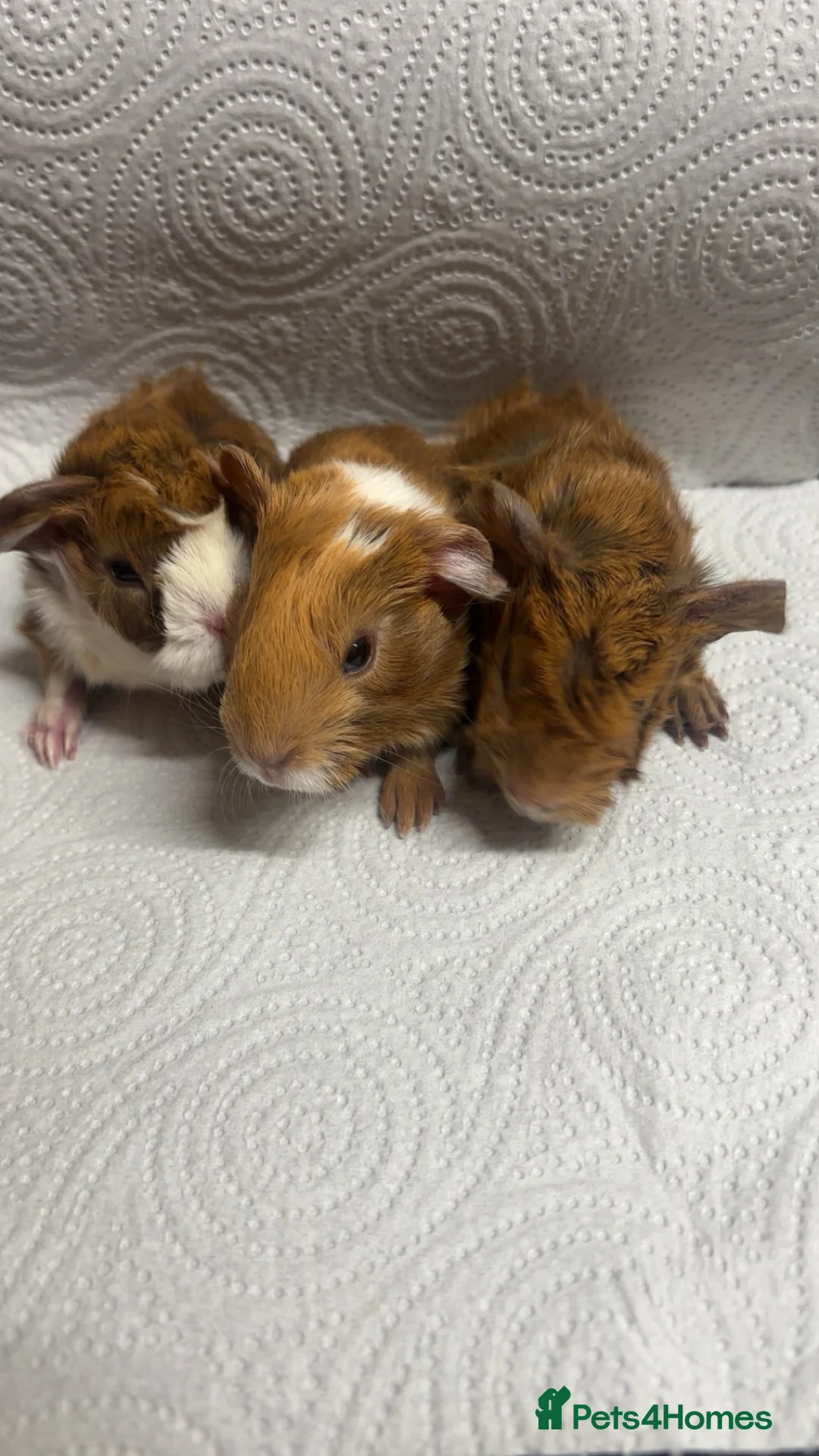 Guinea Pig rodents for sale: Beautiful babies BORN/ready 2 reserve  - Advert 20
