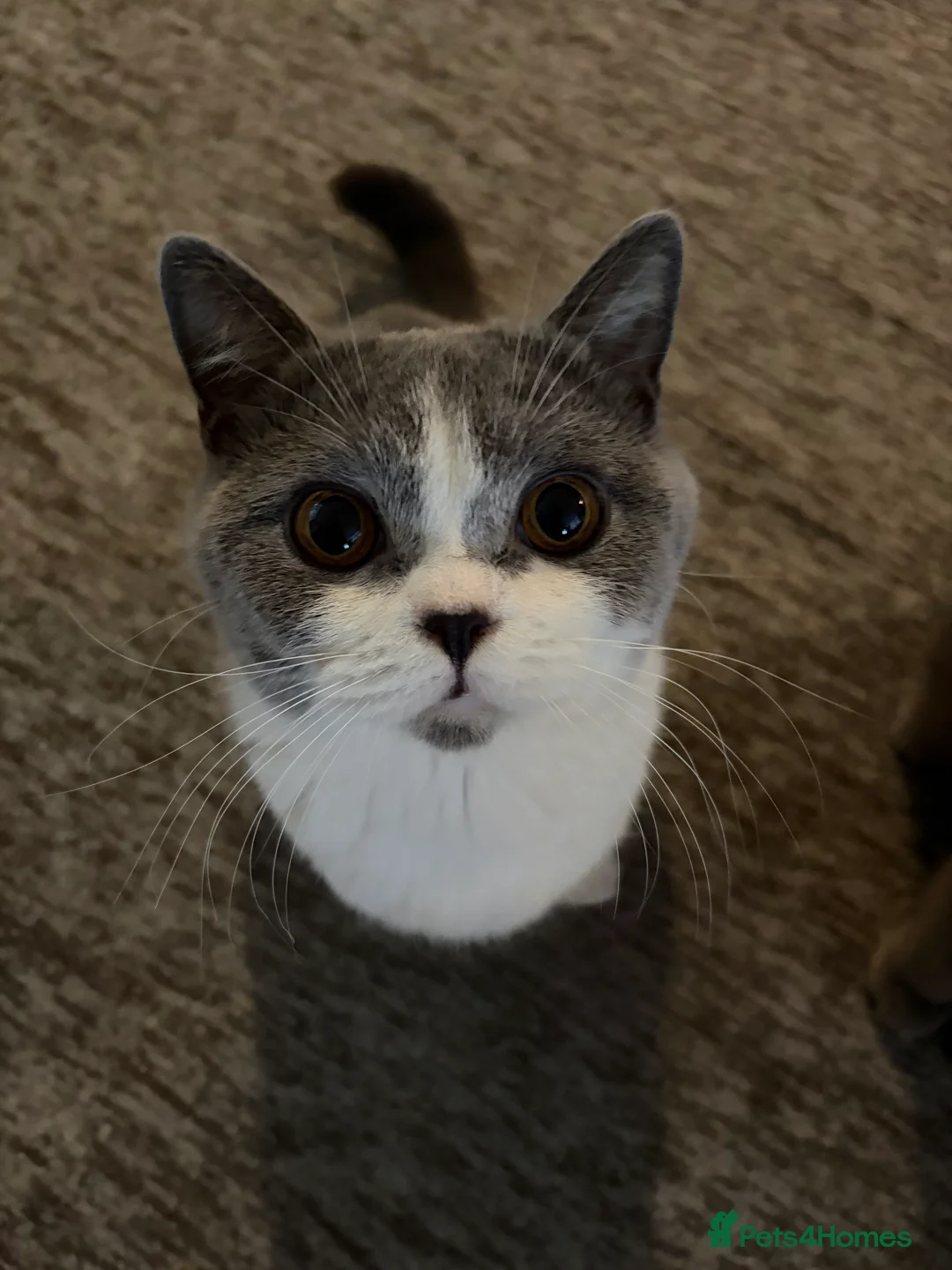 British Shorthair cats for sale: British Shorthair Boys - Advert 2