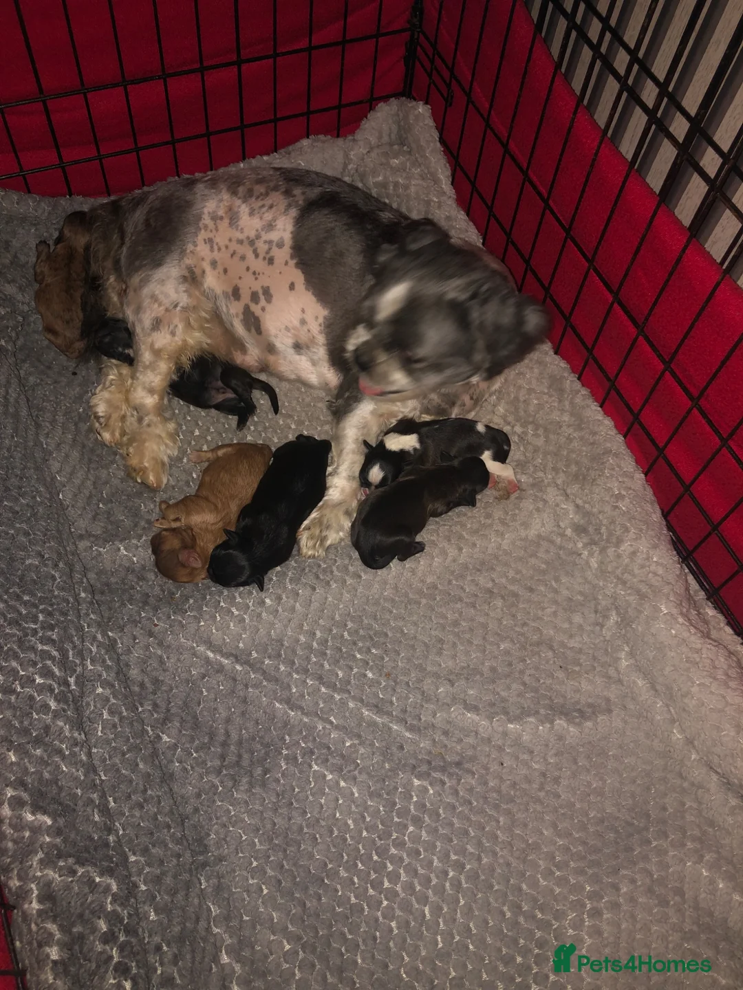 Shih Tzu dogs for sale: 6 beautiful shih tzu puppies for sale  - Advert 16