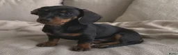 Miniature Dachshund dogs for sale: Ready Now - Beautiful Miniature Dachshund Puppies - Advert 8