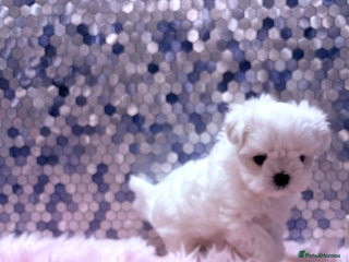 Maltese dogs 🌟🌟Full Korean Baby pups🌟🌟 - Advert 1