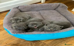 Scottish Fold cats for sale: Waiting for a Warm Heart:Scottish Fold for Sale - Image 11