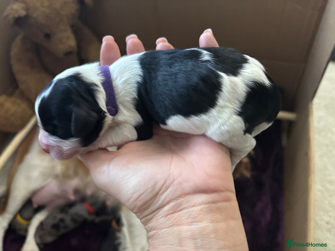 Cavapoo dogs for sale: 2 cavapoos left from a stunning litter - Image 9