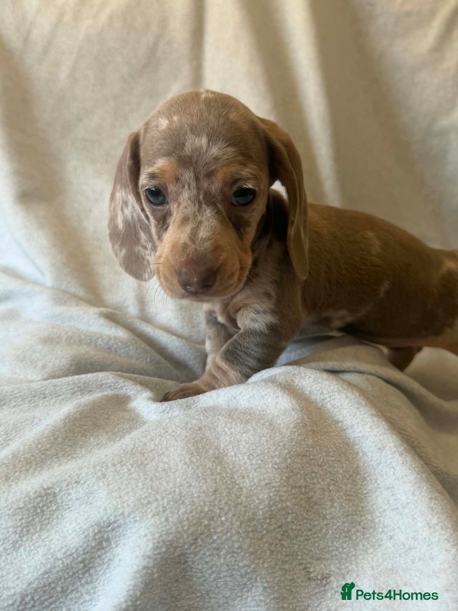 Dachshund dogs Miniature dachshund    - Advert 2