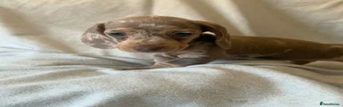 Dachshund 6
