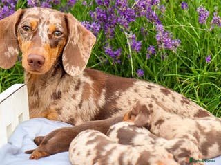 Miniature Dachshund dogs Chocolate Miniature Dachshunds!! - Advert 16