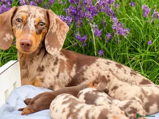 Miniature Dachshund dogs Chocolate Miniature Dachshunds!! - Advert 2