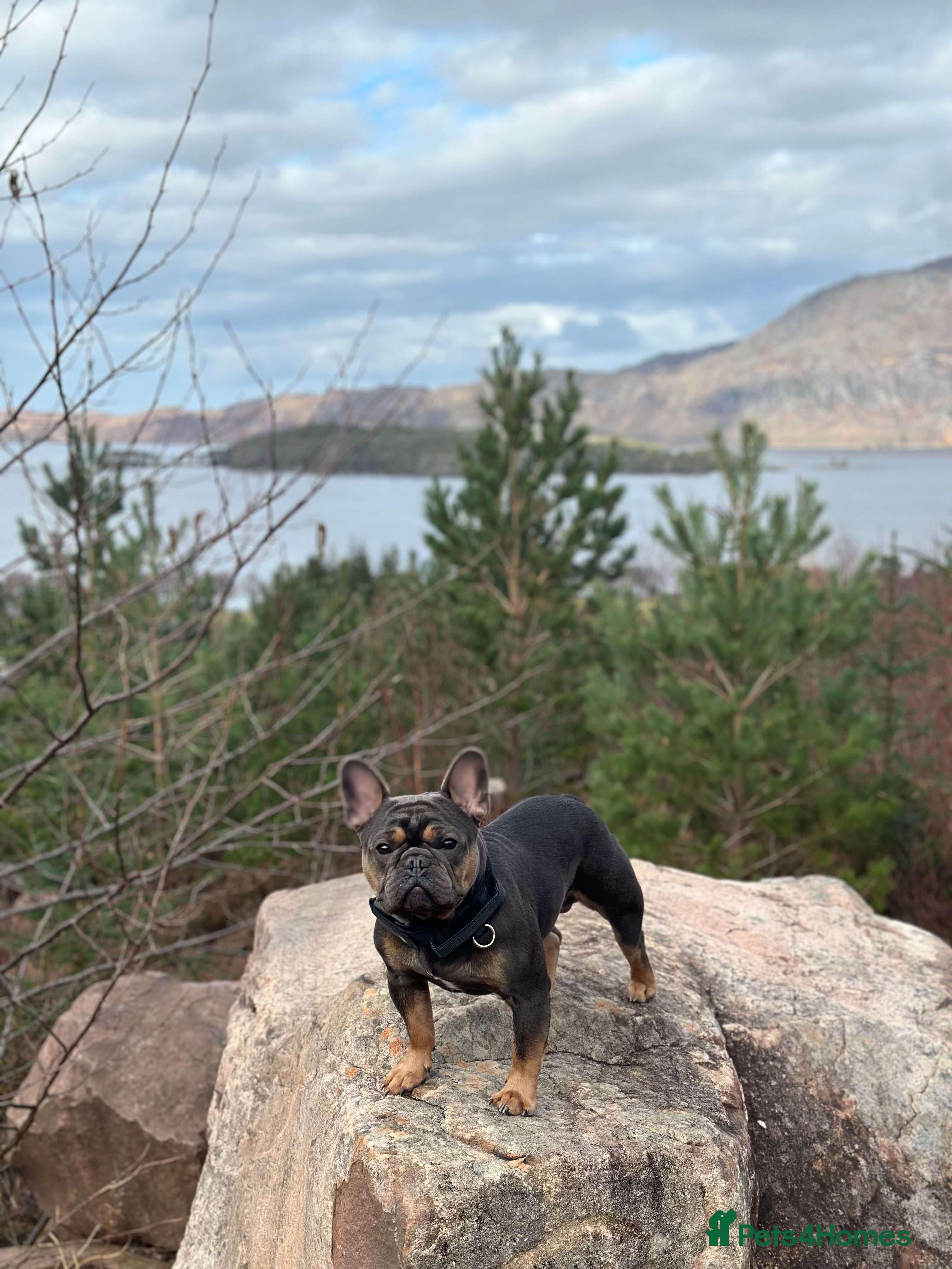 French Bulldog dogs Beautiful stocky athletic frenchie. Kc registered  - Advert 9