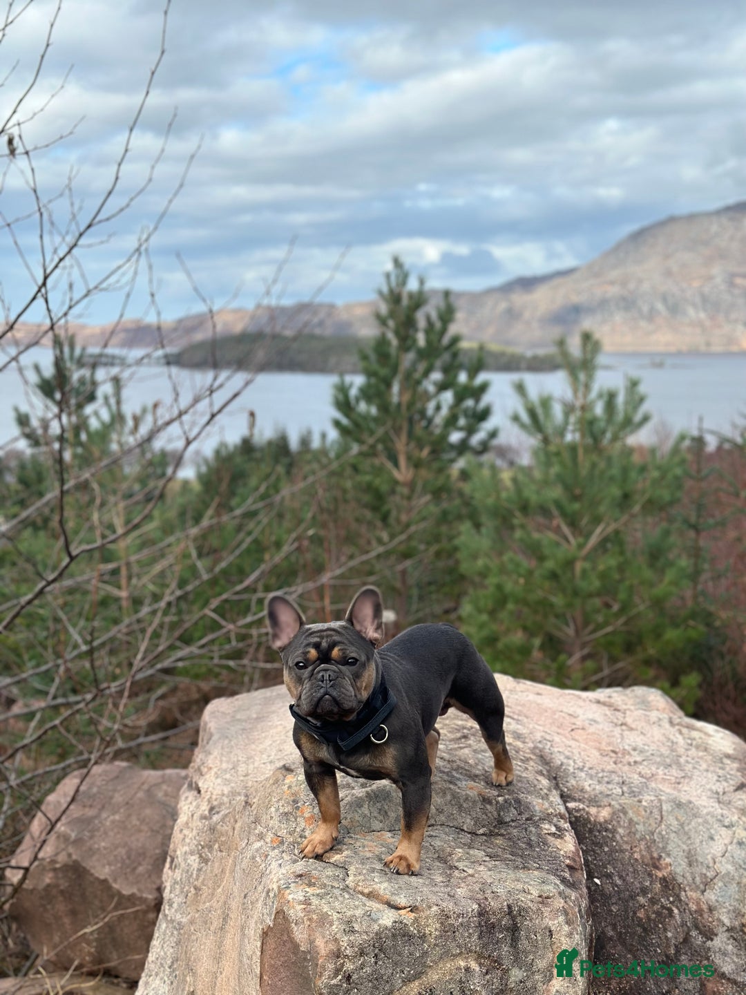 French Bulldog dogs for stud: Beautiful stocky athletic frenchie. Kc registered  - Advert 1